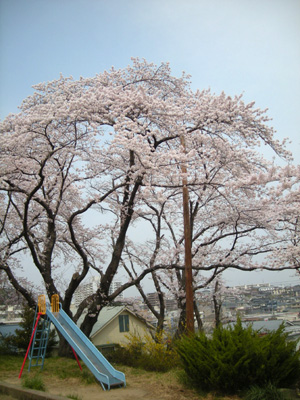 20090412sakura.jpg